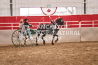 Petes Equine Photography of the draft horse hitch and mini horse competitions at the 2024 Ancaster Fair.