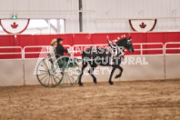 Petes Equine Photography of the draft horse hitch and mini horse competitions at the 2024 Ancaster Fair.