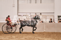 Petes Equine Photography of the draft horse hitch and mini horse competitions at the 2024 Ancaster Fair.