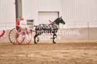 Petes Equine Photography of the draft horse hitch and mini horse competitions at the 2024 Ancaster Fair.