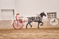 Petes Equine Photography of the draft horse hitch and mini horse competitions at the 2024 Ancaster Fair.