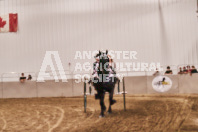 Petes Equine Photography of the draft horse hitch and mini horse competitions at the 2024 Ancaster Fair.