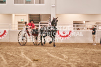 Petes Equine Photography of the draft horse hitch and mini horse competitions at the 2024 Ancaster Fair.