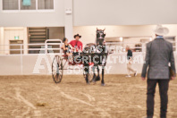 Petes Equine Photography of the draft horse hitch and mini horse competitions at the 2024 Ancaster Fair.