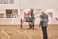 Petes Equine Photography of the draft horse hitch and mini horse competitions at the 2024 Ancaster Fair.