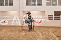 Petes Equine Photography of the draft horse hitch and mini horse competitions at the 2024 Ancaster Fair.