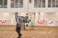 Petes Equine Photography of the draft horse hitch and mini horse competitions at the 2024 Ancaster Fair.