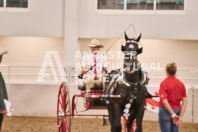 Petes Equine Photography of the draft horse hitch and mini horse competitions at the 2024 Ancaster Fair.