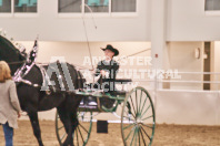 Petes Equine Photography of the draft horse hitch and mini horse competitions at the 2024 Ancaster Fair.