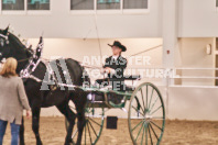 Petes Equine Photography of the draft horse hitch and mini horse competitions at the 2024 Ancaster Fair.