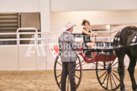 Petes Equine Photography of the draft horse hitch and mini horse competitions at the 2024 Ancaster Fair.