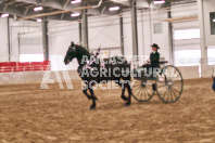 Petes Equine Photography of the draft horse hitch and mini horse competitions at the 2024 Ancaster Fair.