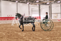 Petes Equine Photography of the draft horse hitch and mini horse competitions at the 2024 Ancaster Fair.