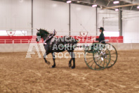 Petes Equine Photography of the draft horse hitch and mini horse competitions at the 2024 Ancaster Fair.