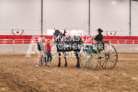 Petes Equine Photography of the draft horse hitch and mini horse competitions at the 2024 Ancaster Fair.