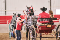 Petes Equine Photography of the draft horse hitch and mini horse competitions at the 2024 Ancaster Fair.