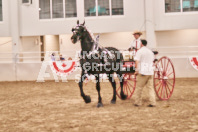 Petes Equine Photography of the draft horse hitch and mini horse competitions at the 2024 Ancaster Fair.