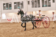 Petes Equine Photography of the draft horse hitch and mini horse competitions at the 2024 Ancaster Fair.