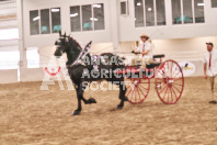 Petes Equine Photography of the draft horse hitch and mini horse competitions at the 2024 Ancaster Fair.