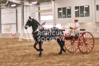 Petes Equine Photography of the draft horse hitch and mini horse competitions at the 2024 Ancaster Fair.