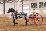 Petes Equine Photography of the draft horse hitch and mini horse competitions at the 2024 Ancaster Fair.