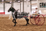 Petes Equine Photography of the draft horse hitch and mini horse competitions at the 2024 Ancaster Fair.