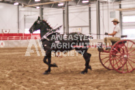 Petes Equine Photography of the draft horse hitch and mini horse competitions at the 2024 Ancaster Fair.