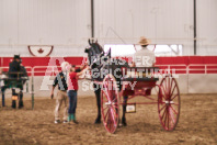 Petes Equine Photography of the draft horse hitch and mini horse competitions at the 2024 Ancaster Fair.