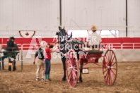 Petes Equine Photography of the draft horse hitch and mini horse competitions at the 2024 Ancaster Fair.