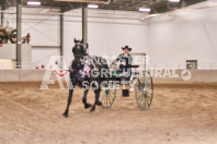 Petes Equine Photography of the draft horse hitch and mini horse competitions at the 2024 Ancaster Fair.