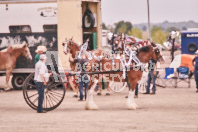 Petes Equine Photography of the draft horse hitch and mini horse competitions at the 2024 Ancaster Fair.