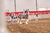 Petes Equine Photography of the draft horse hitch and mini horse competitions at the 2024 Ancaster Fair.