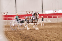 Petes Equine Photography of the draft horse hitch and mini horse competitions at the 2024 Ancaster Fair.