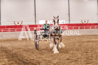 Petes Equine Photography of the draft horse hitch and mini horse competitions at the 2024 Ancaster Fair.