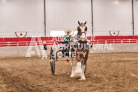 Petes Equine Photography of the draft horse hitch and mini horse competitions at the 2024 Ancaster Fair.