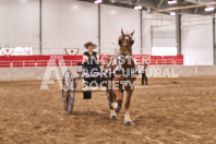 Petes Equine Photography of the draft horse hitch and mini horse competitions at the 2024 Ancaster Fair.