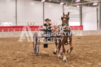 Petes Equine Photography of the draft horse hitch and mini horse competitions at the 2024 Ancaster Fair.