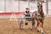 Petes Equine Photography of the draft horse hitch and mini horse competitions at the 2024 Ancaster Fair.