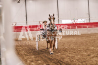 Petes Equine Photography of the draft horse hitch and mini horse competitions at the 2024 Ancaster Fair.