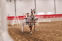 Petes Equine Photography of the draft horse hitch and mini horse competitions at the 2024 Ancaster Fair.