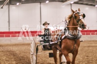 Petes Equine Photography of the draft horse hitch and mini horse competitions at the 2024 Ancaster Fair.