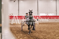 Petes Equine Photography of the draft horse hitch and mini horse competitions at the 2024 Ancaster Fair.