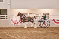 Petes Equine Photography of the draft horse hitch and mini horse competitions at the 2024 Ancaster Fair.