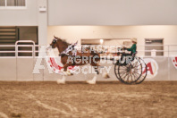 Petes Equine Photography of the draft horse hitch and mini horse competitions at the 2024 Ancaster Fair.