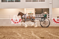 Petes Equine Photography of the draft horse hitch and mini horse competitions at the 2024 Ancaster Fair.