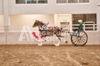 Petes Equine Photography of the draft horse hitch and mini horse competitions at the 2024 Ancaster Fair.