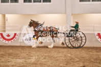 Petes Equine Photography of the draft horse hitch and mini horse competitions at the 2024 Ancaster Fair.