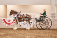 Petes Equine Photography of the draft horse hitch and mini horse competitions at the 2024 Ancaster Fair.