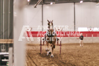 Petes Equine Photography of the draft horse hitch and mini horse competitions at the 2024 Ancaster Fair.