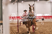 Petes Equine Photography of the draft horse hitch and mini horse competitions at the 2024 Ancaster Fair.